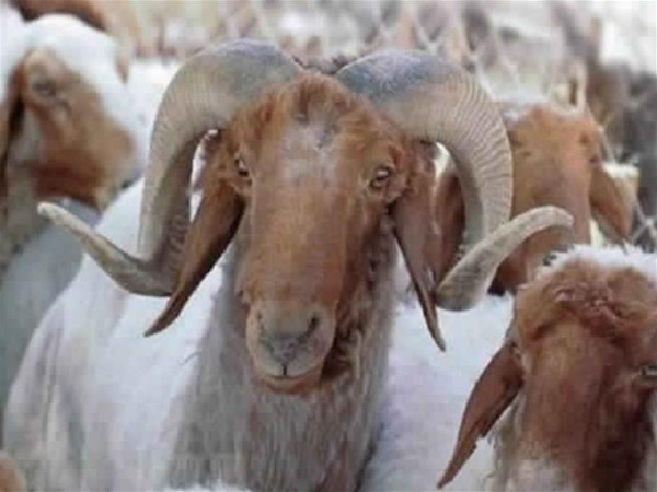 لن تصدقوا بعضها  ..  هذه الأجزاء من أضحية العيد الأكثر إفادة لأجسامنا