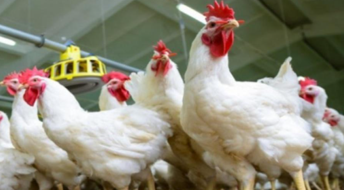اربد: تحرير 38 مخالفة وانخفاض أسعار دجاج النتافات