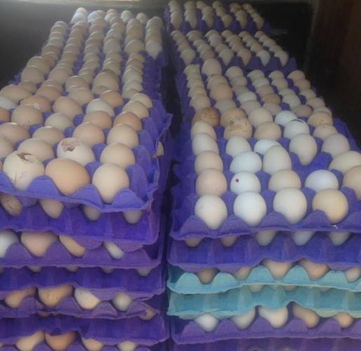 بالصور .. ضبط 3300 بيضة فاسدة بمنطقة الشونة الشمالية في إربد