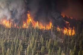 النار تأكل عشرات الآلاف من أشجار الصنوبر المعمرة في لبنان وتحدث كارثة