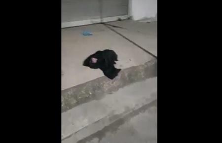 بالفيديو ..  العثور على رضيع ملقى على جانب الطريق في الرمثا 