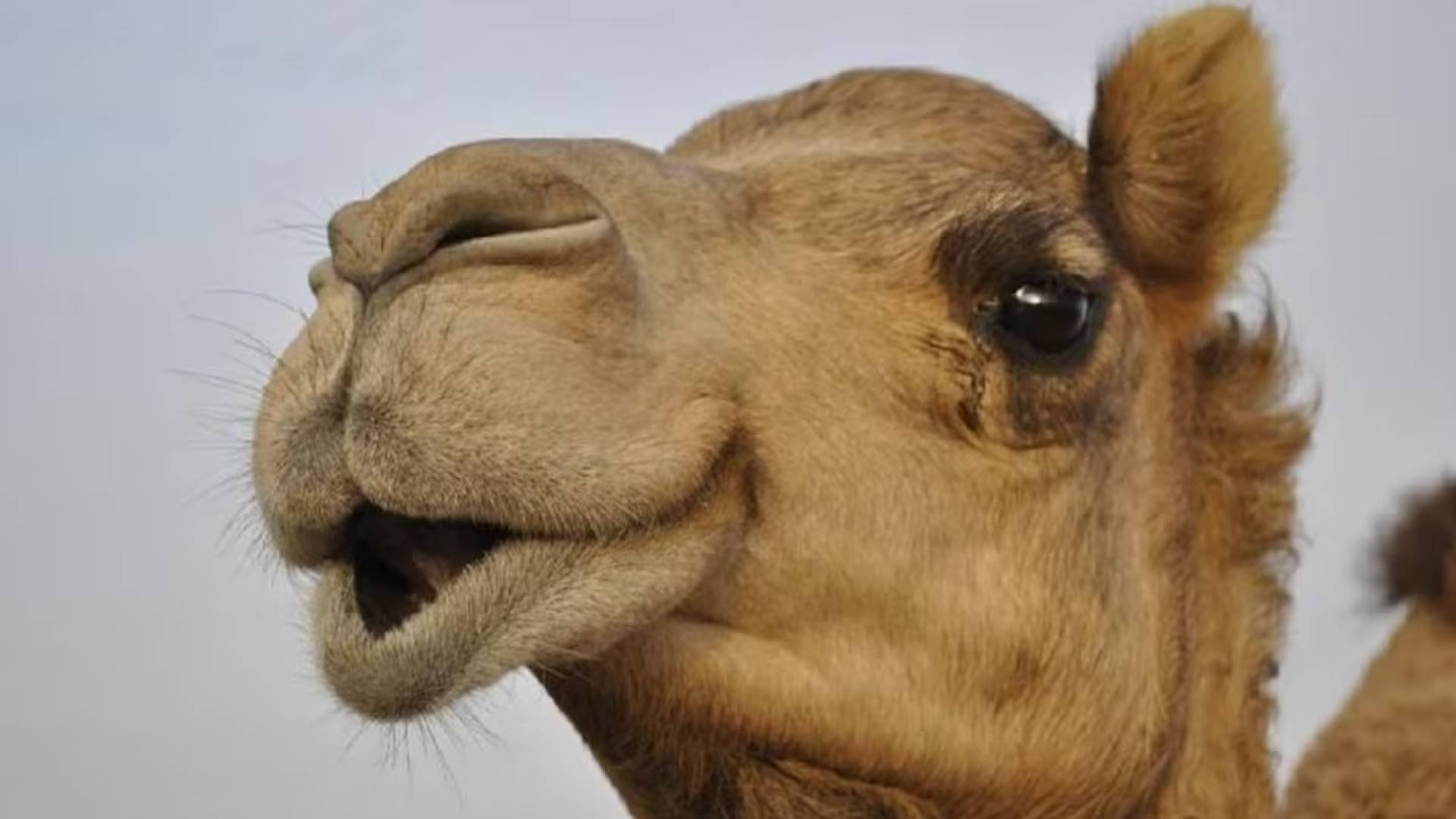 كشف "بوتوكس الإبل" باستخدام تقنية الـ VAR في مسابقات الجمال