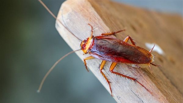 تفسير حلم الصرصار