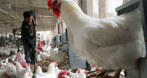 نفوق 4000 دجاجة نتيجة انفلونزا الطيور في جنين