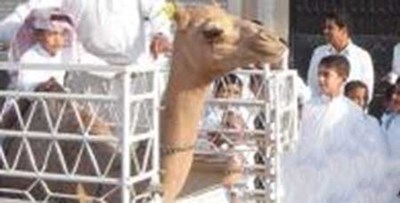 بالصور ..  أب سعودي يوصل ابنه الوحيد للمدرسة على ظهر جمل ..  ويولم به للمعلمين
