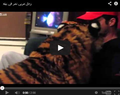 بالفيديو  ..  رجل مربي نمر في بيته