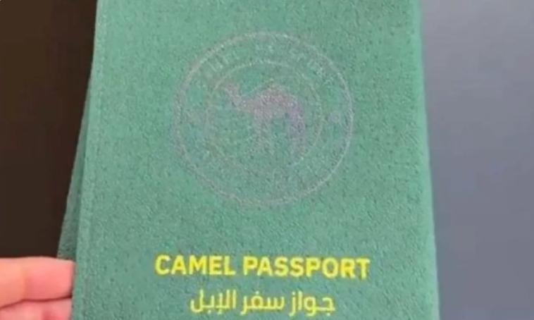 جواز سفر للإبل في السعودية