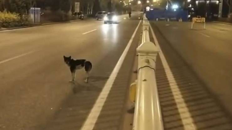 بالفيديو :كلب يقف في شارع لـ3 أشهر منظراً صاحبته المتوفية!