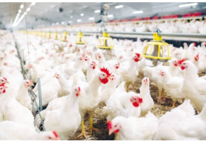 «إتحاد المزارعين»: تقلبات الطقس خفضّت المعروض ورفعت أسعار الدجاج 