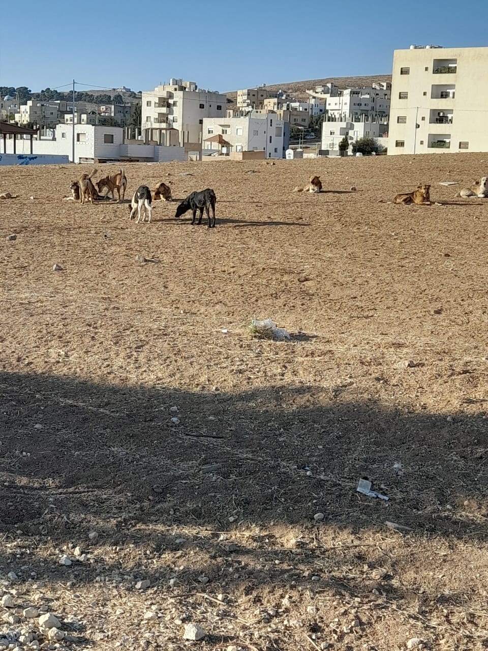 الكلاب الضالة تثير الرعب لدى أهالي منطقة الثنية في الكرك