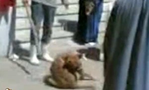 بالفيديو ..  أطباء مصريون يلقون كلباً من الطابق الثالث لإجراء تجربة بكلية الطب