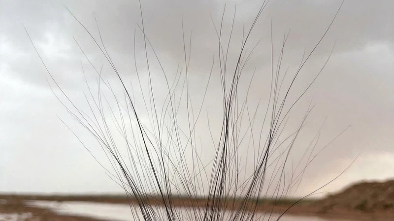 لحظة خطيرة: شحنات كهربائية تسيطر على شعر فتاة سعودية أثناء حدوث البرق