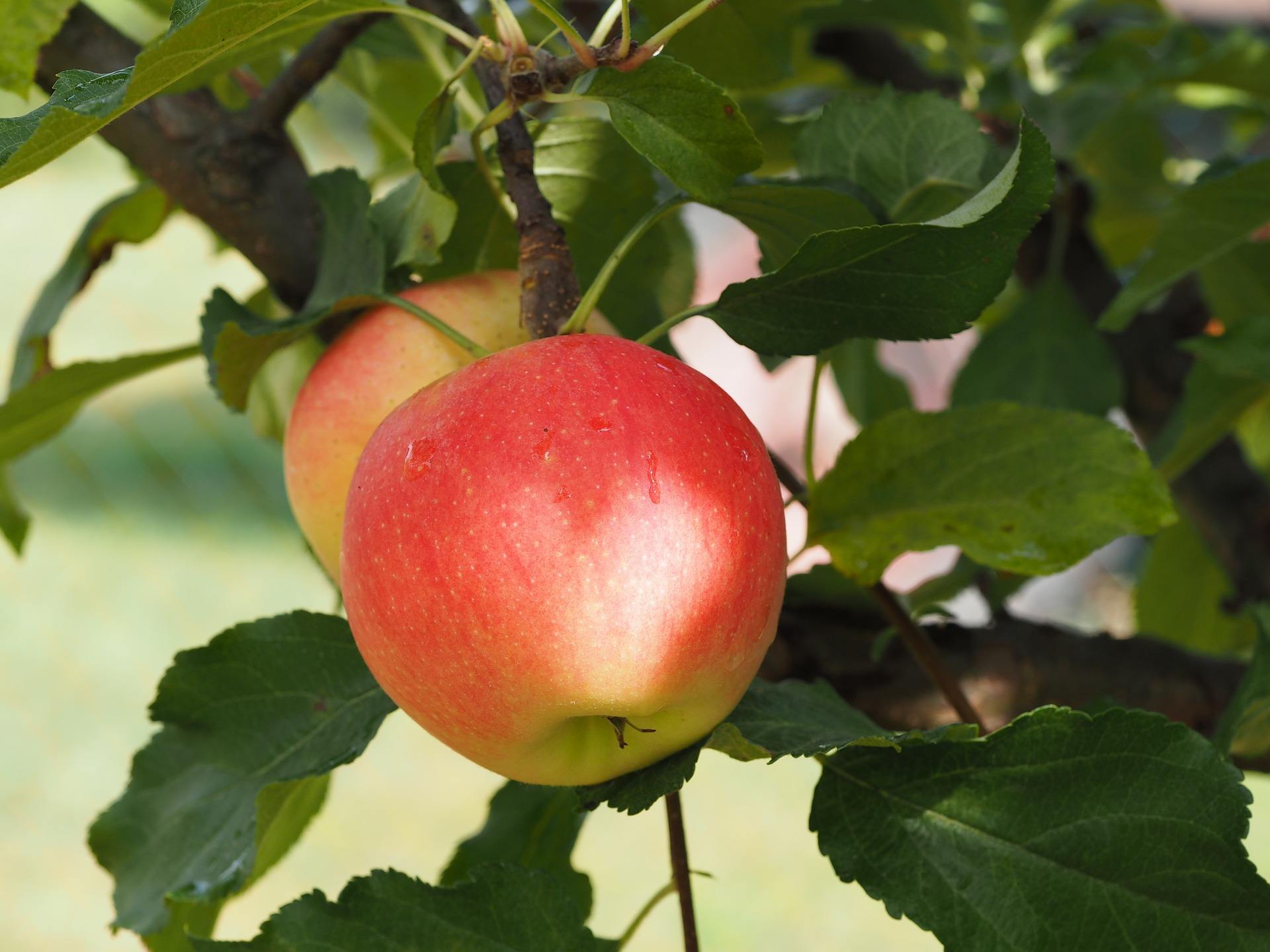 ماذا يفعل تناول تفاحة على الريق في صحتك؟
