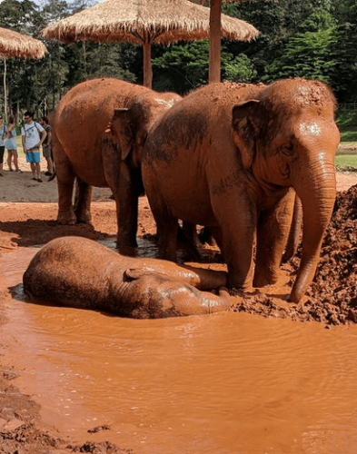 بالصور  ..  أجمل ما يمكنك القيام به في حديقة الفيلة شنغماي تايلاند