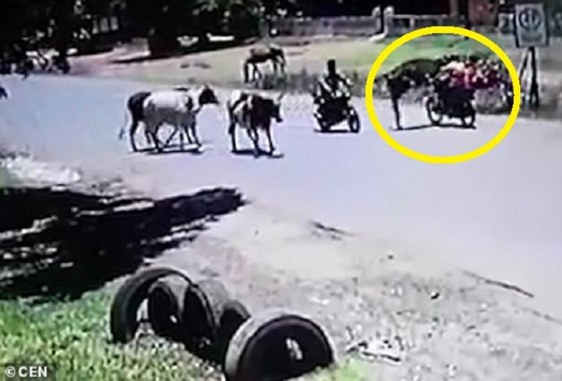 فيديو طريف ..   تعرف على حكاية البقرة التي تلعب "الكونغ فو" ..  "تفاصيل"