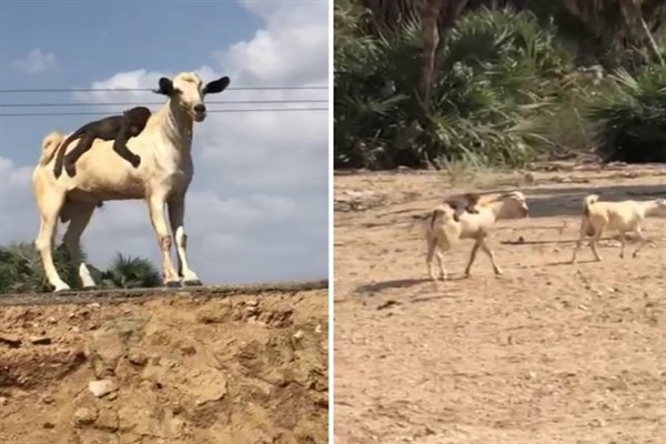بالفيديو  .. قرد مشاغب يمتطي ظهر تيس ويثير المشاهدين