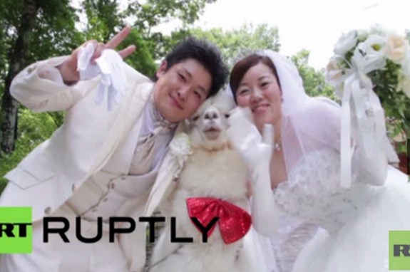 حيوان يحمل خاتم الزفاف باليابان (فيديو)