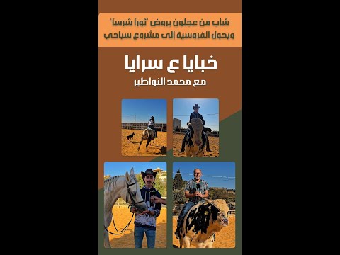 شاب من عجلون يروض "ثورًا شرسًا" ويحوّل الفروسية إلى مشروع سياحي