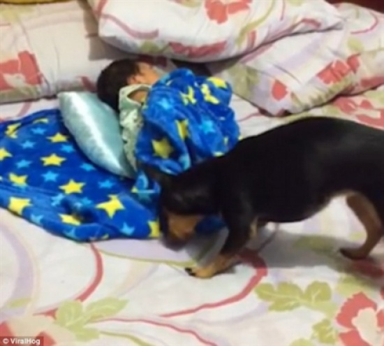 بالفيديو  ..  كلب يغطى طفل صغير نائم