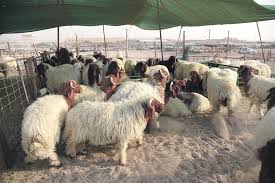 التَّحقيق في صرف أعلاف لأشخاص غير حاصلين على بطاقة تحصين المواشي