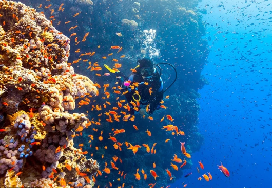 البحر الأحمر: جنة الغواصين ومحبي الشعاب المرجانية