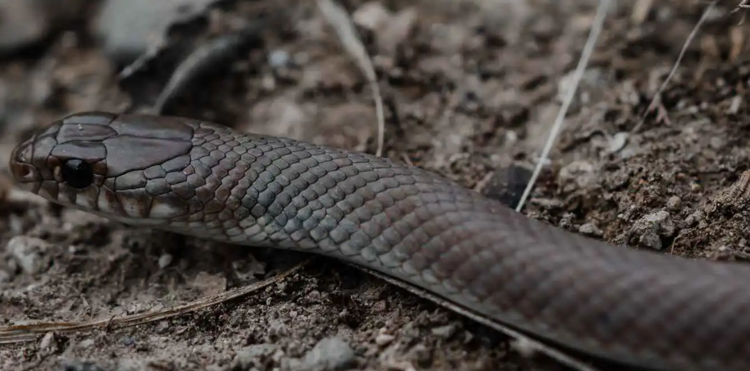 "الأسود الخبيث" ..  أفعى خطيرة تثير الرعب في إفريقيا والشرق الأوسط  