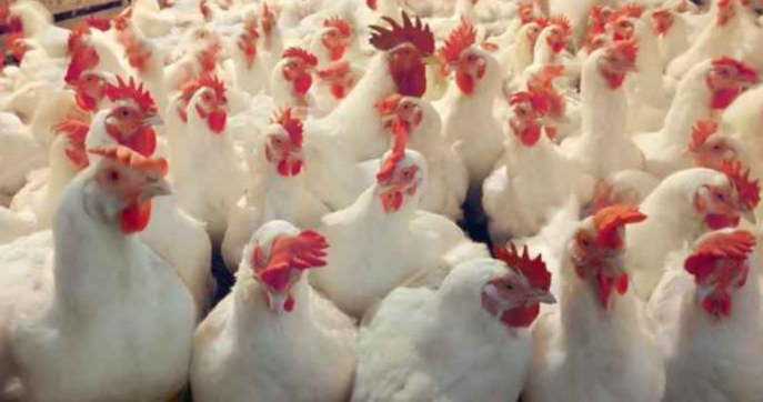 الحكومة ترفع السقوف السعرية لدجاج "النتافات" 10 قروش و تُبقي "الطازج" بدينارين