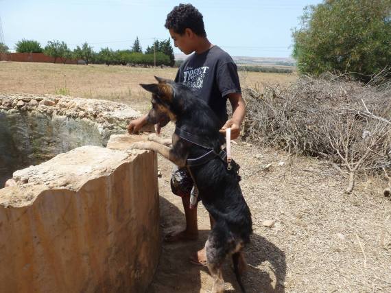 بالفيديو والصور  ..  كلبة تنقذ سيدتين من الغرق بعد ان سقطتا في بئر ماء