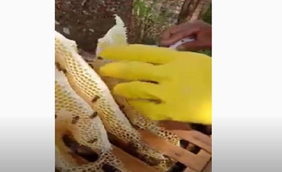 بالفيديو : خلية نحل بها جبل من العسل