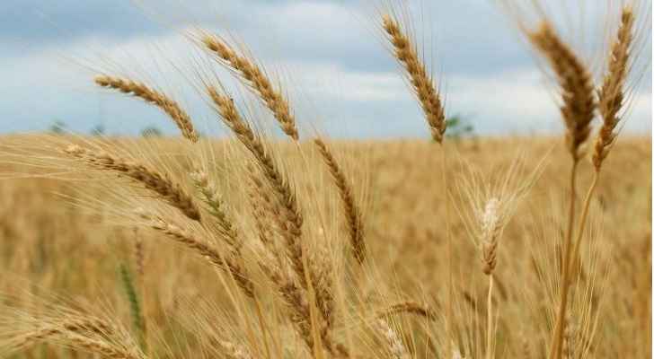 مشاركون في ندوة للبحث العلمي يدعون لمضاعفة إنتاج الأردن من القمح