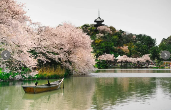 بالصور  ..  وجهات سياحية ننصحك بزيارتها في اليابان بموسم الربيع