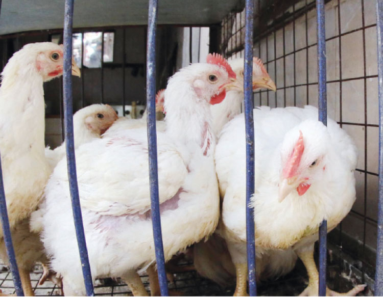 الصناعة: ضبط 19 مخالفة لعدم الالتزام بالسقف السعري للدجاج
