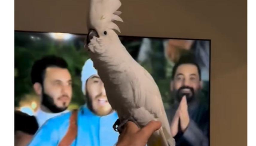 شاهد  ..  أنثى ببغاء ترقص على أغنية عراقية 