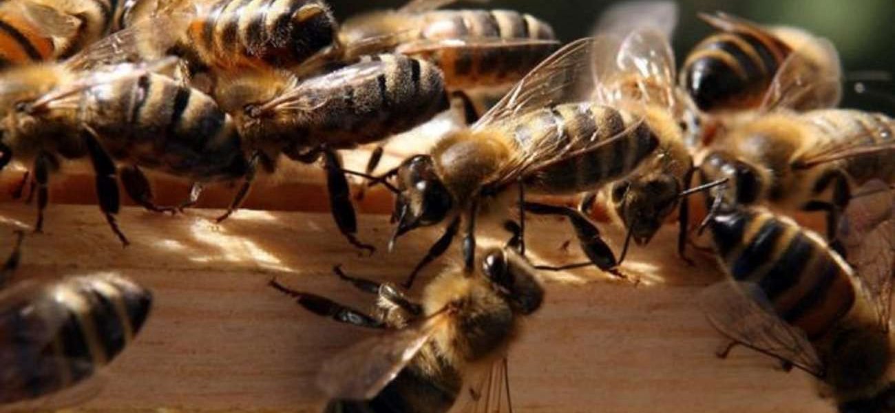 اعتقال عدد من الاطفال بتهمة قتل نصف مليون نحلة ..  تفاصيل 