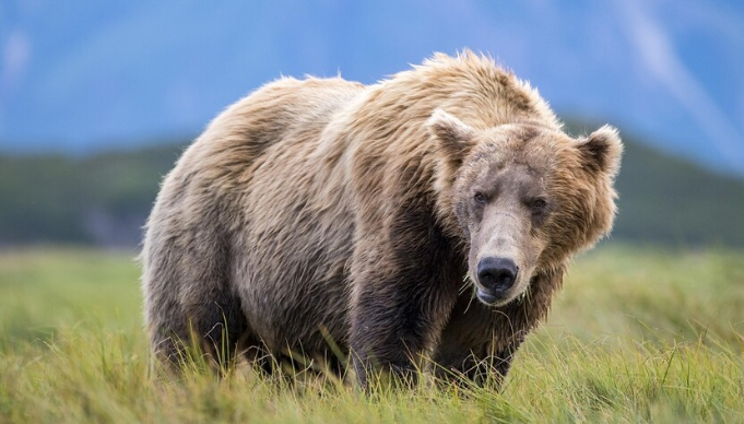 إصابة جنديين أمريكيين في ألاسكا خلال مواجهة مع دب