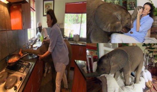 بالفيديو ..  فيل يتبع سيدة في كل مكان بعدما أنقذته من الموت