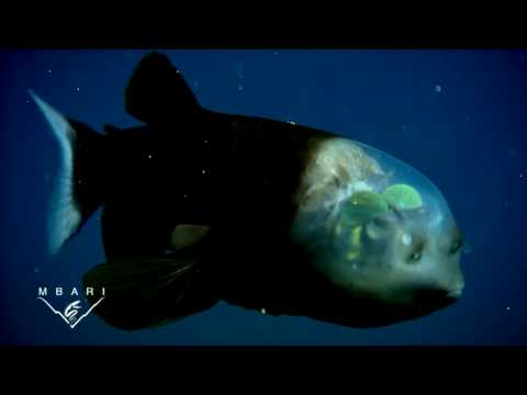 بالفيديو.. "ماكروبيننا ماكروسوما" ..هل سمعت عن اسم هذا المخلوق يوما..؟