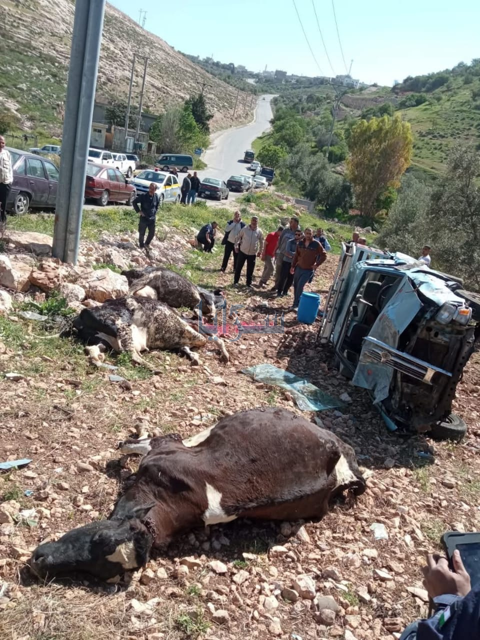 نفوق عدد من المواشي بحادث تدهور مركبه على طريق جحفيه باربد ..  صوره