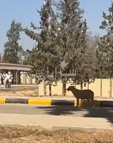طلاب "آل البيت" يشتكون من الكلاب الضالة ..  ورئيس الجامعة: لا نستطيع السيطرة!