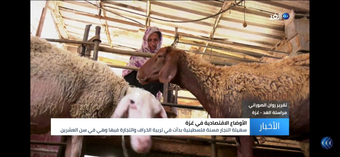 بالفيديو ..  ستينية تقاوم الحصار وتسعى لرزق أولادها برعاية الماشية في غزة
