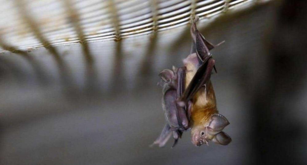 خزان الفيروسات ..  هل تسبب الخفاش في تفشي كورونا؟