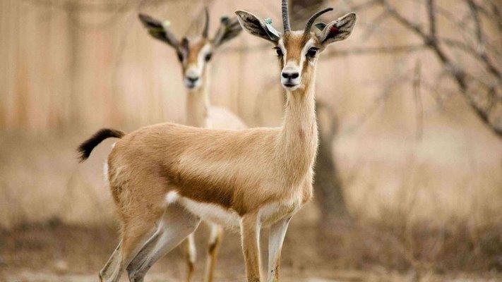 السعودية تزود الغزلان بشرائح تتبع