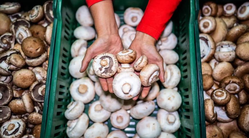 هل الفطر أفضل مصدر للبروتين النباتي؟ ..  اختصاصية توضح