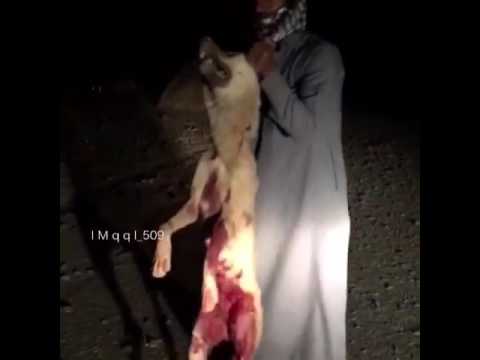 بالفيديو ..  سعودي يوثق لحظة اصطياده ذئباً حاول افتراسه