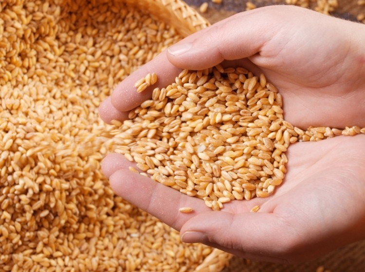 أعراض حساسية القمح