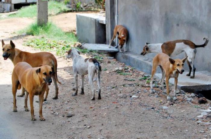 الكلاب الضالة تهدد اطفال حي البتراوي في الزرقاء
