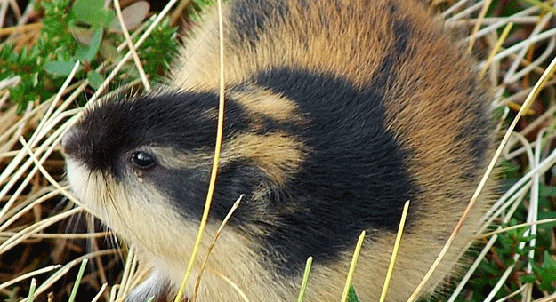 “اللاموس”  ..   أغرب رحلة انتحار جماعية