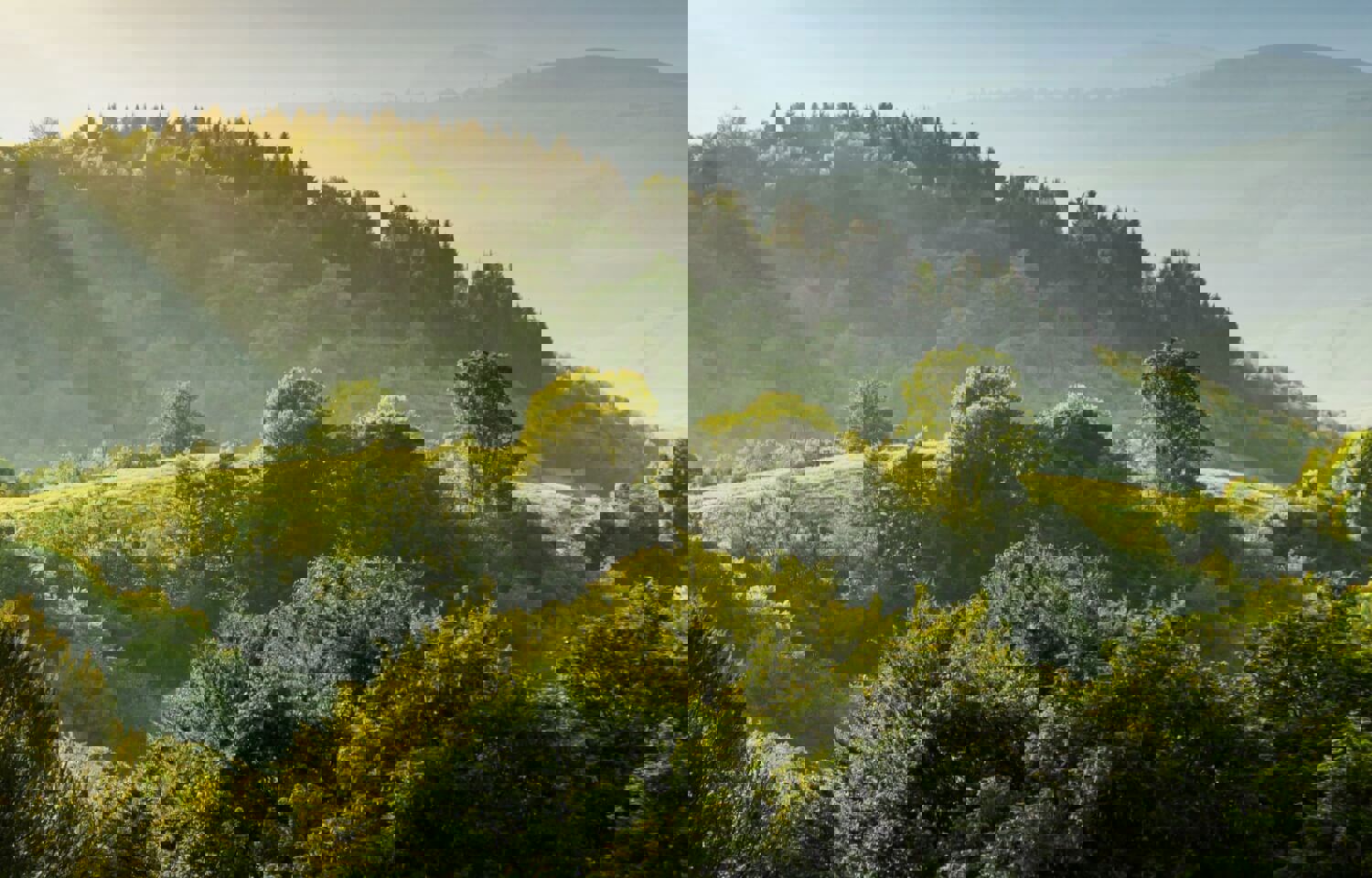 الأردن يؤكد التزامه بدعم مبادرة الشرق الأوسط الأخضر