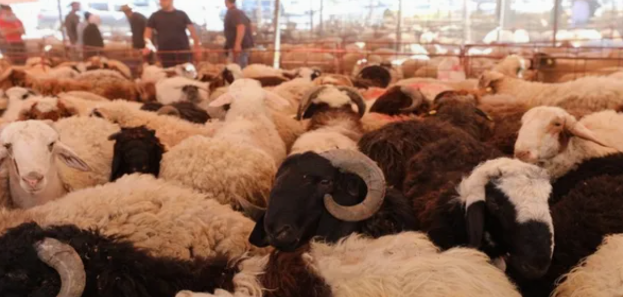 إقبال ملحوظ على أسواق الأضاحي في عمّان بأول أيام العيد
