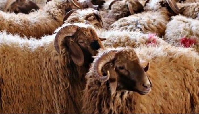 هل يجوز ذبح الأضحية في الليل؟ ..  تعرف على أفضل الأوقات